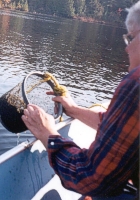 examining lake sediments