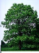 external image white_oak_treeWEBsize.jpg