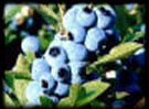 Blueberries