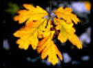 Oak Leaves